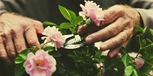 Activities for Elderly Dementia Patients - Gardening - More ideas in the Care For Family Blog